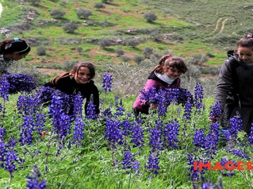 A Palestinian collects Anemone Coronaria and Violet roses at a field in the West Bank village of Sarrah near city of Nablus. Feb 25, 2016. /Mohammed Turabi.