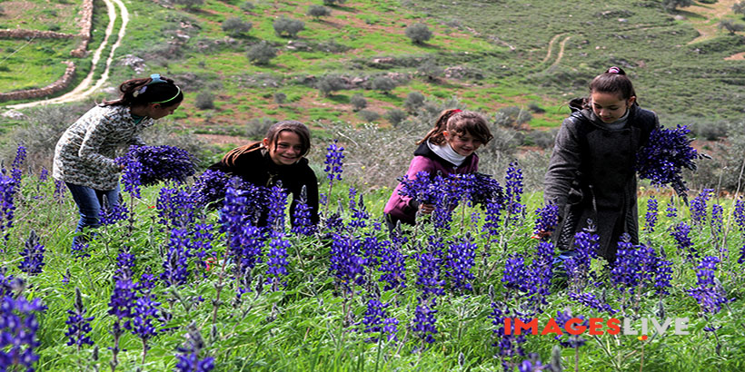A Palestinian collects Anemone Coronaria and Violet roses at a field in the West Bank village of Sarrah near city of Nablus. Feb 25, 2016. /Mohammed Turabi.